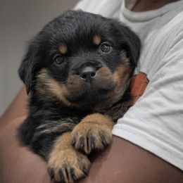 Rottweiler Puppies from Harris Hill Rottweilers