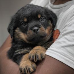 Rottweiler Puppies from Harris Hill Rottweilers