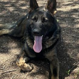 Max - German Shepherd