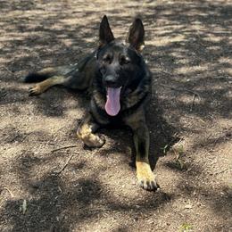 Max - German Shepherd
