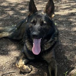 Max - German Shepherd