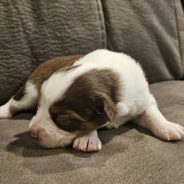Lace - Red tri female Toy Australian Shepherd puppy in Crooksville, Ohio from West View Toy Aussies
