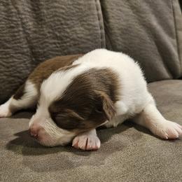 Lace - Red tri female Toy Australian Shepherd puppy in Crooksville, Ohio from West View Toy Aussies