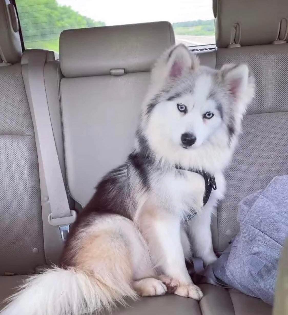Felon
