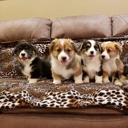 Pembroke Welsh Corgi Puppies from Barks Farms Corgis