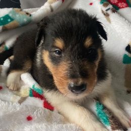 Nicholas - Black white and tan Collie puppy in Yulee, Florida from Three Collie Farm