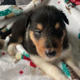 Nicholas - Black white and tan Collie puppy in Yulee, Florida from Three Collie Farm