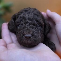 River - Chocolate male Goldendoodle puppy in Decatur, Tennessee from Diamond's Doodles
