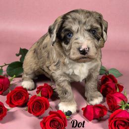 Dot - Blue merle female Aussiedoodle puppy in Lebanon, Oregon from Abbott Family Farm