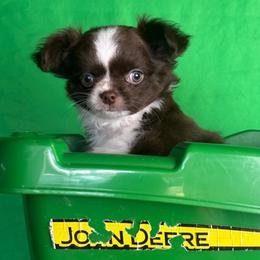 John B - Chocolate and white male Chihuahua puppy in Gloucester, Virginia from Charlotte's Web of Chihuahuas