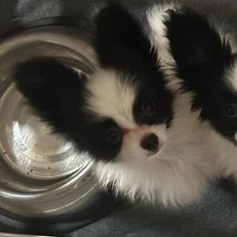 Egor - White and black male Papillon puppy in Houston, Texas from Mikanon