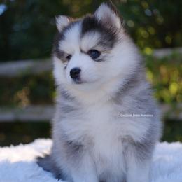 Jewel - Gray and white female Pomsky puppy in Boca Raton, Florida from Cardinal Point Pomskies