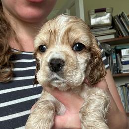 AKC Thyme - not available - Buff male Cocker Spaniel puppy in Cincinnati, Ohio from Abundance of Joy LLC Cocker Spaniels