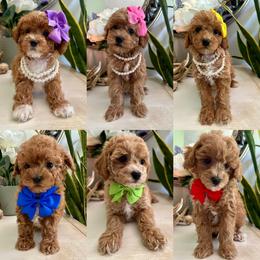 Poodle puppies from Deerly Poodles