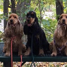 English Cocker Spaniels from Calypso English Cockers