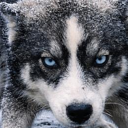 Siberian Huskies from Tundra Storm Siberians