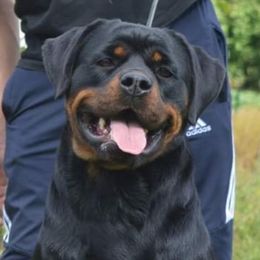 Ema - Rottweiler