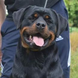 Ema - Rottweiler