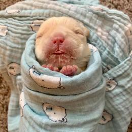 French Bulldog Puppies from Legend French Bulldogs