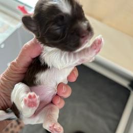 Havanese Puppies from Heavenly Havanese of Florida