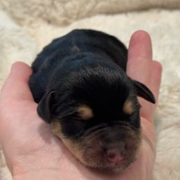 Duke - Black and silver male Miniature Schnauzer puppy in Hull, Georgia from Ardent Miniature Schnauzers of Athens