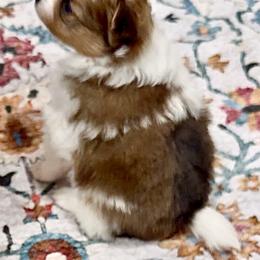 Pomeranian Puppies from ThePomPack