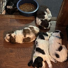 English Springer Spaniel Puppies from Cedar Ridge Kennels
