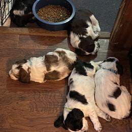 English Springer Spaniel Puppies from Cedar Ridge Kennels