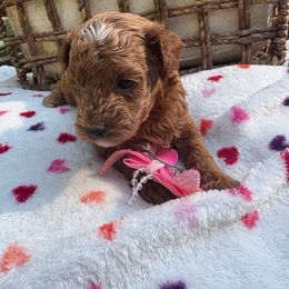 Lulu -AKC - Red  female Poodle puppy in Plano, Texas from Dogs lovers
