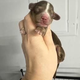 Rolo - Chocolate and tan male Dachshund puppy in Fredericksburg, Indiana from Blue River Mini Dachshunds