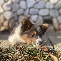 American Corgi and Pembroke Welsh Corgi Puppies from Beebe’s Corgis