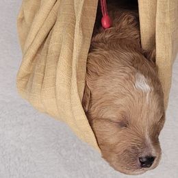 Girl 3 - Double Doodle puppy in Georgia from Snug-a-Doodles