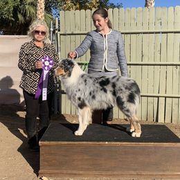 Jess - Australian Shepherd