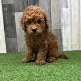 Nino - Red  male Goldendoodle puppy in Mint Hill, North Carolina from DoodleForever
