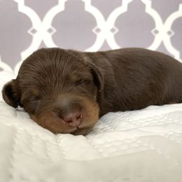 Dachshund Puppies from MyGaDachs