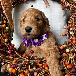Heartsong Bear - Red  female Goldendoodle puppy in Camden, North Carolina from Oopsie Doodles of NC