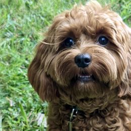Pippa - Goldendoodle