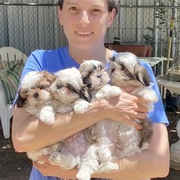 Shih Tzu Puppies from Willow Lane Shih Tzus