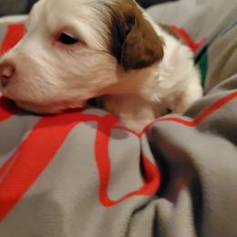 Pomeranian and Sheepadoodle Puppies from Fluffy Wonders Poms and Doodles