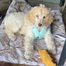 SPIDER GWEN - Cream Poodle puppy in Thornton, Colorado from Shandy Poodle