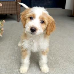 Sally - Red female Bernedoodle puppy in Springville, Utah from Oodles of Bernedoodles