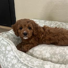 Apple - Red female Cavapoo puppy in Glendale, Arizona from Dashing Dogs