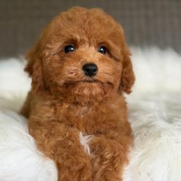 Romeo - Red male Cavapoo puppy in Hardin, Texas from Oodlesoflildoodles