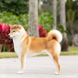 Robert - Shiba Inu