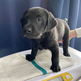Boy 5 - Labrador Retriever puppy in Dover Plains, New York from Clearmountain Retrievers
