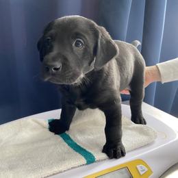 Boy 5 - Labrador Retriever puppy in Dover Plains, New York from Clearmountain Retrievers