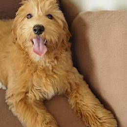Girl 2 - female Goldendoodle puppy in Easley, South Carolina from River Falls Goldendoodles