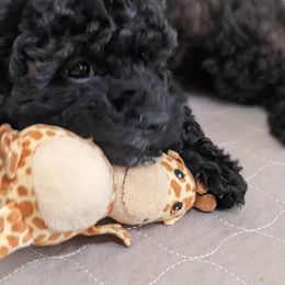Aussiedoodle, Cavapoo, and Poodle Puppies from Robin's Nest Farm