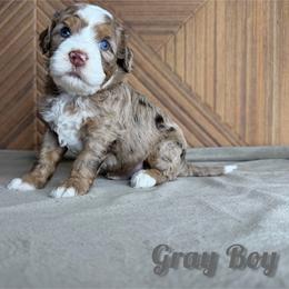 Gray Boy - Chocolate merle male Bernedoodle puppy in Modesto, California from Two Doods Doodles