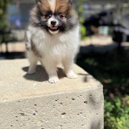 Chris - Tri-colored male Pomeranian puppy in San Antonio, Texas from San Antonio Pomeranian